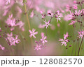 カッコウセンノウの花のアップ 128082570