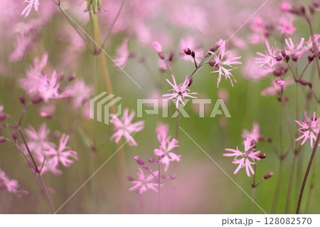 カッコウセンノウの花のアップ 128082570