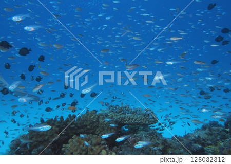 サンゴと青い海と魚たち 水中写真 サンゴと青い海と魚たち 水中写真 128082812