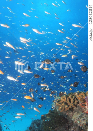 フタスジリュウキュウスズメダイと青い海　水中写真 128082814