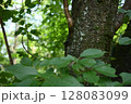 桜の幹にとまるクビアカツヤカミキリ（特定外来生物） 128083099