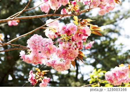 晩春に咲く八重桜 満開の花と蕾 晩春に咲く八重桜 満開の花と蕾 128083166