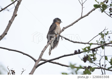 オオジュウイチ 128083308