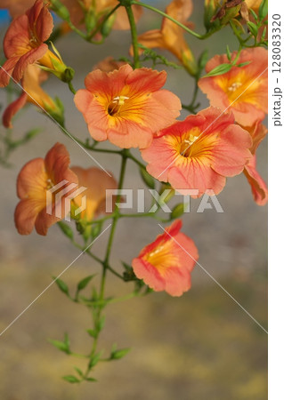 のうぜんかずら　夏の花 128083320