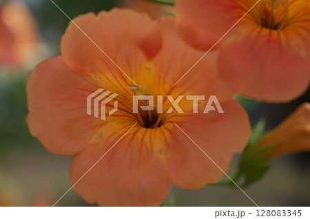 のうぜんかずら　夏の花 128083345