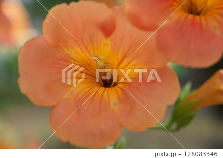 のうぜんかずら　夏の花 128083346