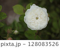 ボタンアイのあるバラの花のアップ 128083526