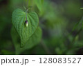 スミレの閉鎖花 128083527