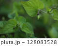スミレの閉鎖花 128083528