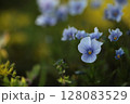虫に喰われたビオラのアップ 128083529