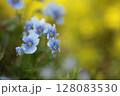 虫に喰われたビオラのアップ 128083530