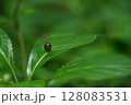 ハナイカダの果実（7月） 128083531