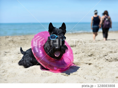 scottish terrier on the beach 128083808