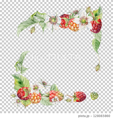 Raspberry ripe garden berries, flower buds leaves hand drawn in watercolor. dewberry cloudberry mulberry loganberry tayberry. Isolated corner square frame illustration. Wedding florist stationery 128083860