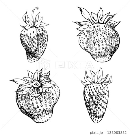 Strawberry ripe fruit with leaves crown receptacle on stalk hand drawn in vector ink, garden strasberry berry. Botanical isolated illustration. Home preserves cookbook, grocery store food closeup Strawberry ripe fruit with leaves crown receptacle on stalk hand drawn in vector ink, garden strasberry berry. Botanical isolated illustration. Home preserves cookbook, grocery store food closeup 128083882