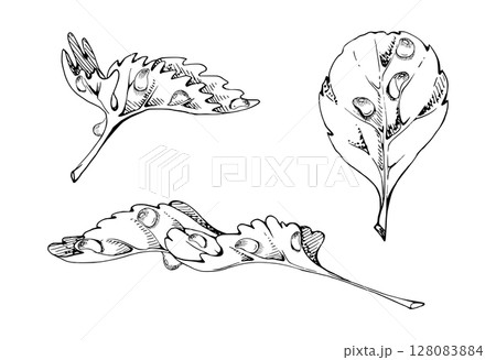 Serrated edge leaf in water dew drops. Flower bush tree herb. Strawberry damson wayfaring burnet parsley blackberry. Isolated hand drawn vector ink botanical illustration. Wedding florist, cosmetics 128083884