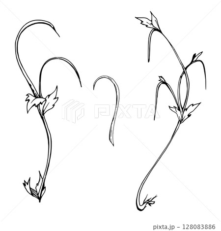 Vine tendril creeper of tree berry flower bush plant, arching flowing stem branch twig with small leaves hand drawn in vector ink. Botanical illustration isolated element. Wedding stationery florist Vine tendril creeper of tree berry flower bush plant, arching flowing stem branch twig with small leaves hand drawn in vector ink. Botanical illustration isolated element. Wedding stationery florist 128083886