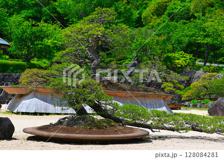 ACAO FORESTの景色 ACAO FORESTの景色 128084281