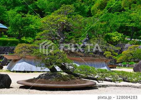 ACAO FORESTの景色 128084283