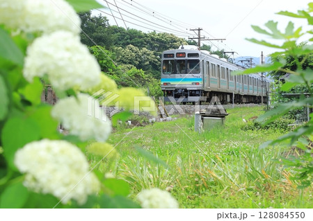秩父鉄道「紫陽花の花咲く沿線風景を走る電車」 秩父鉄道「紫陽花の花咲く沿線風景を走る電車」 128084550