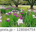 綺麗な花　花菖蒲 128084754