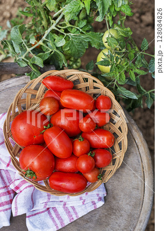 Tomato harvest 128084826