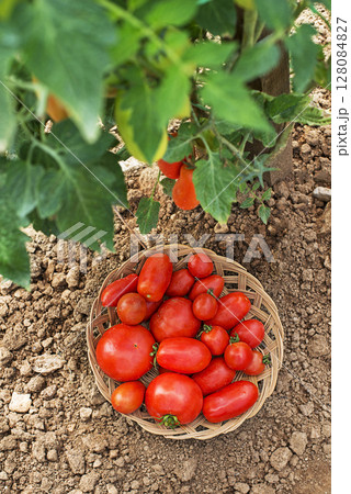 Tomato harvest 128084827