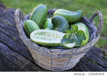 Cucumber harvest Cucumber harvest 128084829