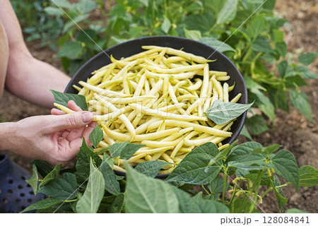 Yellow string beans 128084841