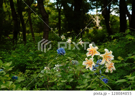 森の中で静かに咲くヤマユリと紫陽花 森の中で静かに咲くヤマユリと紫陽花 128084855