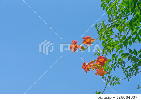 無人 花 フラワー 128084887