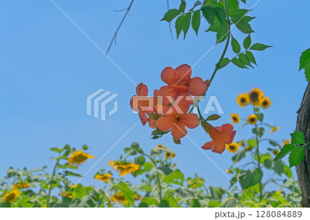 無人 花 フラワー 128084889