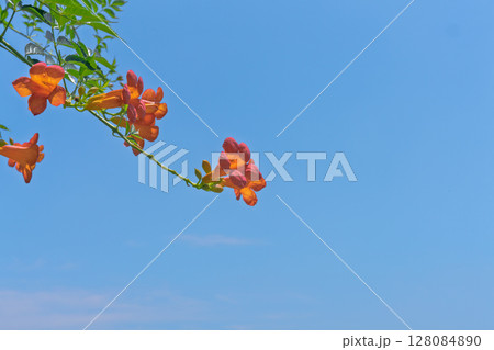 無人 花 フラワー 128084890