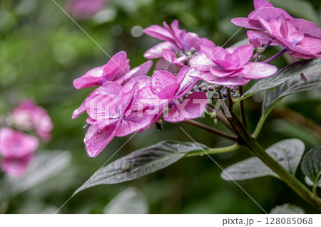 梅雨の季節がよく似合う桃色アジサイ【アジサイ科アジサイ属 128085068