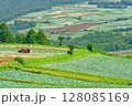 群馬県 嬬恋村 キャベツ畑 128085169