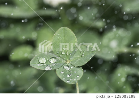 光る雨のしずくと四つ葉のクローバー 光る雨のしずくと四つ葉のクローバー 128085199