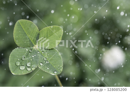 光る雨のしずくと四つ葉のクローバー 128085200