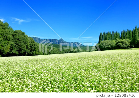 戸隠高原のそば畑 128085416