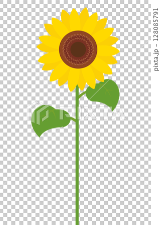 向日葵花插畫夏天 向日葵花插畫夏天 128085791