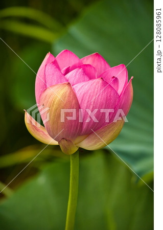 ハスの花、清浄なる花 ハスの花、清浄なる花 128085961