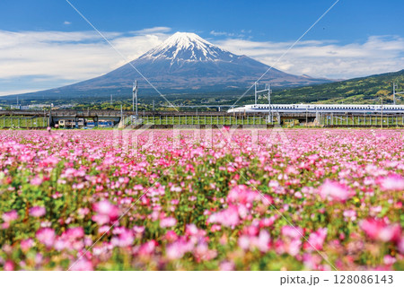 Shinkansen JR Bullet train on railway pass Mt. Fuji at spring, Japan Shinkansen JR Bullet train on railway pass Mt. Fuji at spring, Japan 128086143