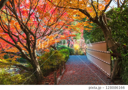autumn foliage tree tunnel along path of Ryoanji temple park, Kyoto autumn foliage tree tunnel along path of Ryoanji temple park, Kyoto 128086166