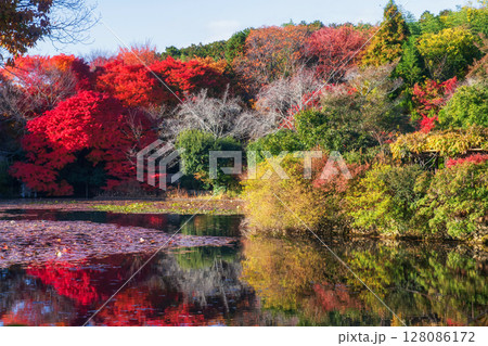 Ryoanji Temple pond and colorful Maple leaf garden in autumn, Kyoto 128086172
