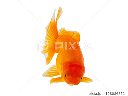 Oranda goldfish isolated on white background close up Oranda goldfish isolated on white background close up 128086851