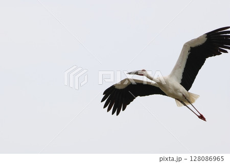 空を飛ぶコウノトリ 空を飛ぶコウノトリ 128086965