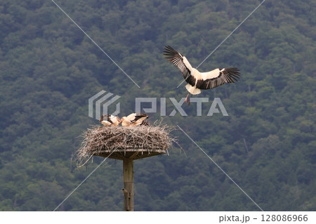 雛に餌を運んで来るコウノトリの親 雛に餌を運んで来るコウノトリの親 128086966