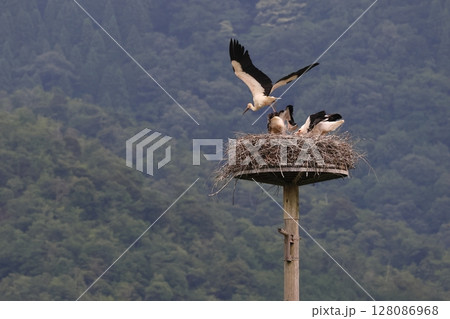 雛に餌を運んできたコウノトリの親 128086968