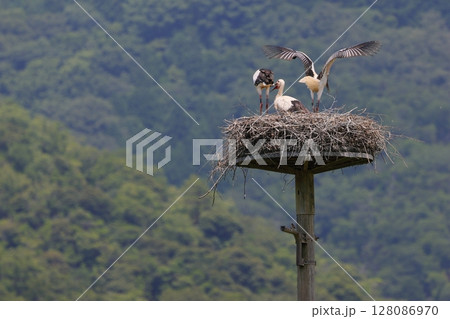 もうすぐ巣立つコウノトリの雛 もうすぐ巣立つコウノトリの雛 128086970