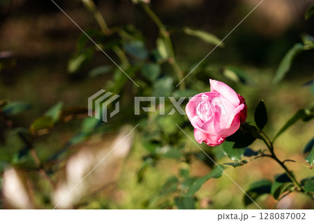 Pink color rose flower with green leaf background 128087002