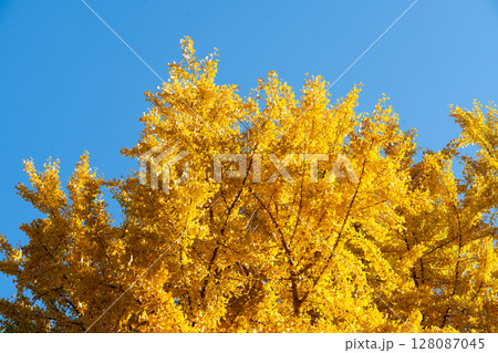 Yellow color of Ginkgo tree with the clear blue sky background 128087045